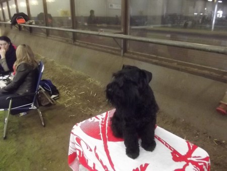 09-03-2014 Open show KC de Peel BOB - 2e BIG